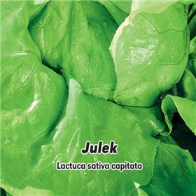 Salát hlávkový letní Julek - semena 0,5 g