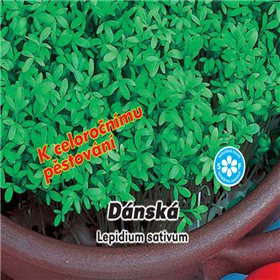 Řeřicha dánská zahradní, celoroční - semena 5 g