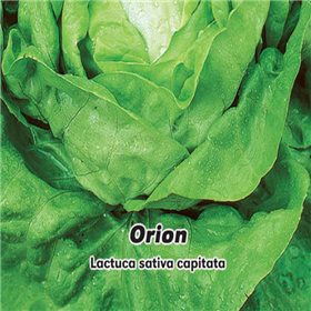 Salát hlávkový jarní Orion - semena 0,5 g