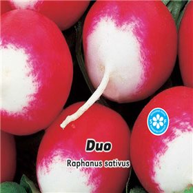 Ředkvička červenobílá - Duo - semena 5 g