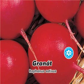 Ředkvička červená - Granát - semena 5 g