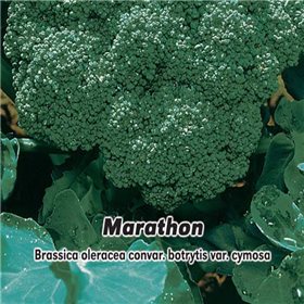 Brokolice F1 - Marathon - semena 30 ks