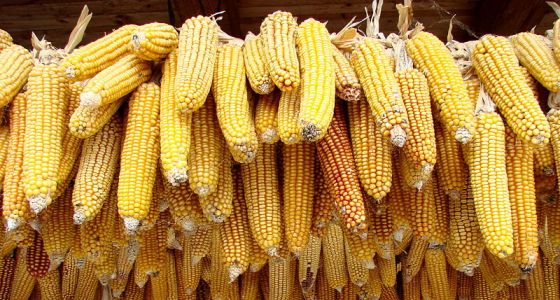 klasy kukuřice