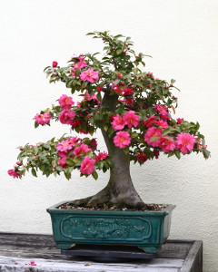 Některé bonsaje Vás odmění nádhernými květy.