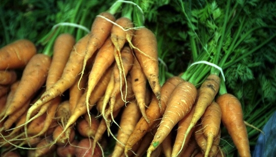 Jak vypěstovat zdravě vypadající mrkev.. 