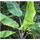 Banánovník Yunna ( Musa yunnanensis) 4 semena