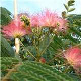 Perská akácie Albílá  zie (rostlina: Albizia julibrissin) - 2 semínka