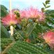 Perská akácie Albílá  zie (rostlina: Albizia julibrissin) - 2 semínka