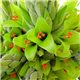 Puya čilská (rostlina: Puya chilensis) - 7 semen