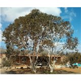 Eukalyptus sněhový Alpine Snow (Eucalyptus pauciflora subsp. niphophila - Alpine Snow Gum) - 8 semen