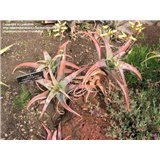 Aloe megalacantha (Aloe megalacantha x A. sinkatana) - 6 semen